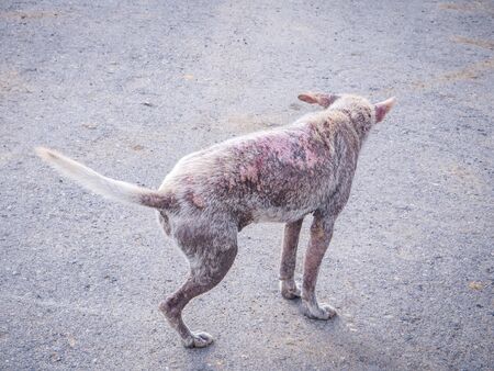 Dog Skin Conditions scratch the wound,Leper dog with lizard skinの写真素材