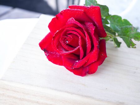 Red rose  on white backgroundの写真素材
