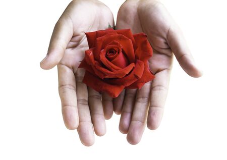 red rose in the woman's hand on white background ,Valentines Conceptの写真素材