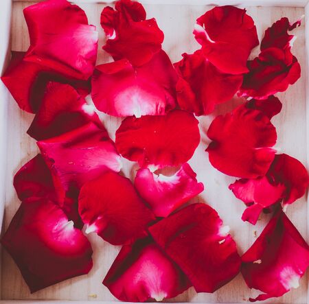 Background of red rose petalsの写真素材