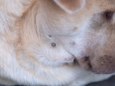 Tick in the dog's furの写真素材