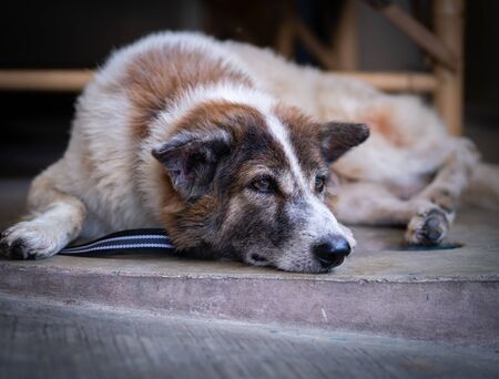 The sleeping dog is waiting for the owner to return home.の写真素材