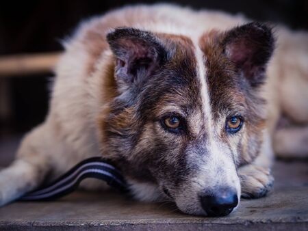 The sleeping dog is waiting for the owner to return home.の写真素材
