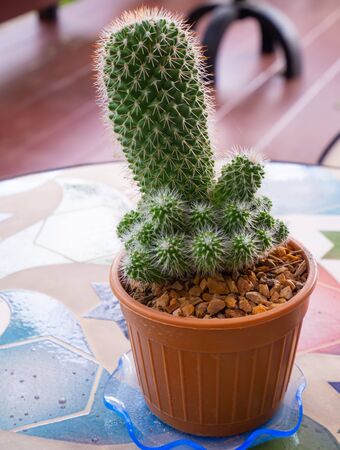 Small cacti cactus, collection succulent plant in mini pots on table,の写真素材