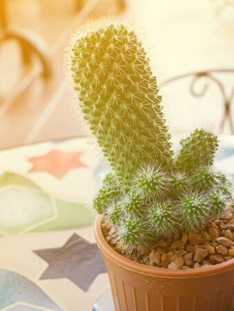 Small cacti cactus, collection succulent plant in mini pots on tableの写真素材