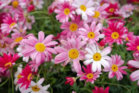 Colorful flowers in the flower garden,concept nature backgroundの写真素材