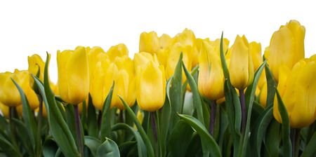 Yellow tulip flower in the flower garden on white backgroundの写真素材