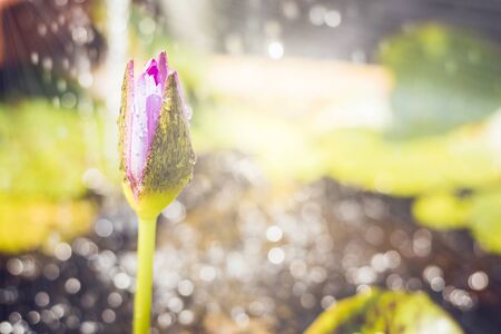 Water lily, It is a Lotus flower is  very beautiful Focus on the lotus and bokeh blurred background.の写真素材