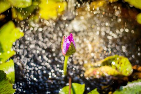 Water lily, It is a Lotus flower is  very beautiful Focus on the lotus and bokeh blurred background.の写真素材