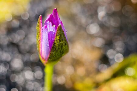 Water lily, It is a Lotus flower is  very beautiful Focus on the lotus and bokeh blurred background.の写真素材