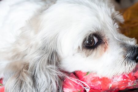 Big eyes it is the white dog seeing, Sleepytime the dogの写真素材