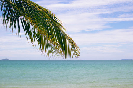 tropical beach with coconut palmの写真素材
