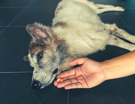 The sick dog receiving a medication in a pillの写真素材
