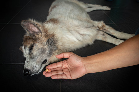 The sick dog receiving a medication in a pillの写真素材