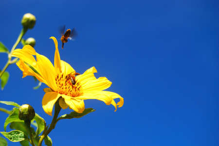 Little bee and little sun flowerの写真素材