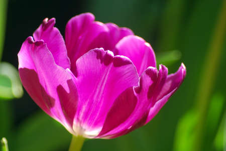 Tulip in the north of Thailand