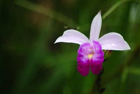 Thai white-purple orchidの写真素材