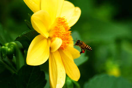 A bee is working. And what are you doing?の写真素材