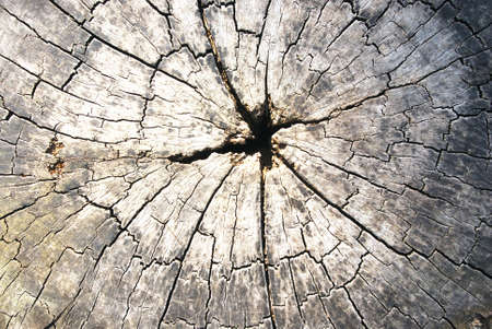 We can see many story from line of life of tree.の写真素材