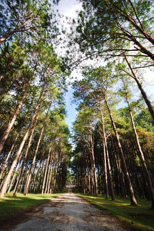 At north of thailand have a beautiful nature.の写真素材