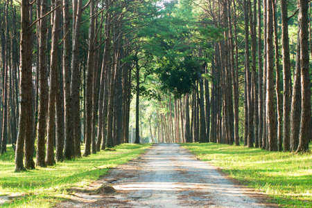 At north of thailand have a beautiful nature.の写真素材