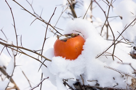 Persimmon is fruit of  southern countries . But the cold makes  persimmons sweeterの写真素材