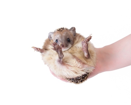 Eared hedgehog fits in the hand. Isolation on white backgroundの写真素材