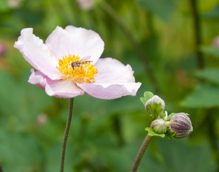 Beautiful pink anemone close up.  の写真素材