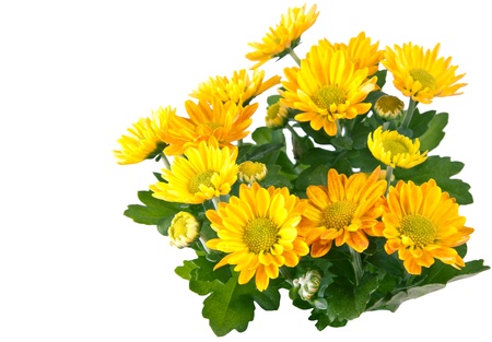 Chrysanthemum isolated on white.  の写真素材