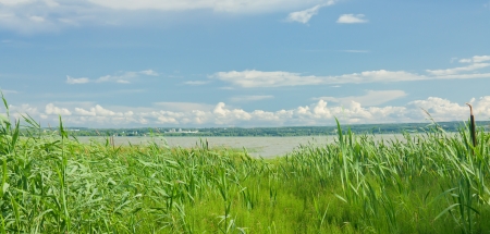 Emerald  grass by the lakeの写真素材
