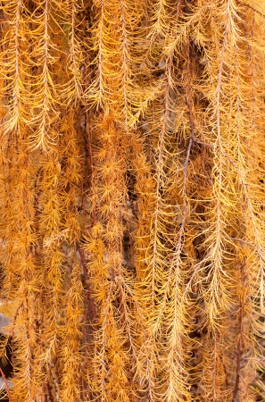 Autumn color of Japanese Larchの写真素材