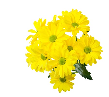 yellow chrysanthemums on white backgroundの写真素材