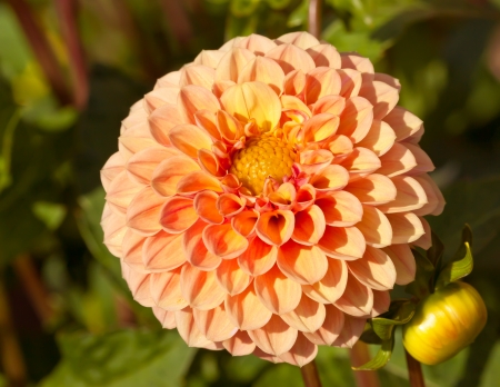 Big orange dahlias with budsの写真素材