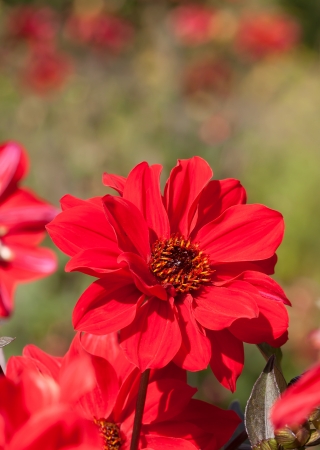 beautiful blooming red dahliaの写真素材