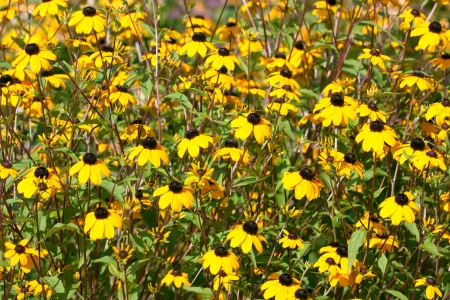Floral background with yellow flowersの写真素材