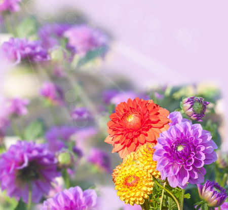 beautiful dahlias, collageの写真素材