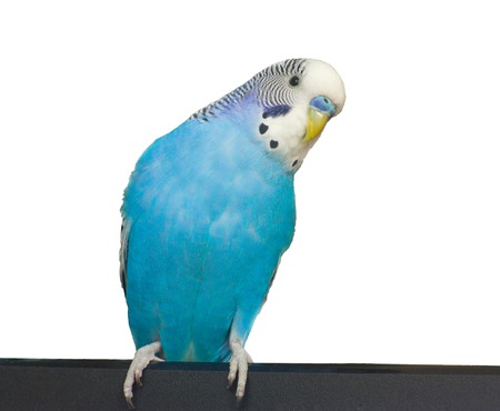 budgie on a white backgroundの写真素材