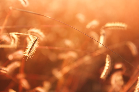 The nature grass flower in sunset before night and blur vintage background.