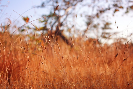 The nature grass flower in sunset before night and blur vintage background.の写真素材