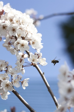 Cherry Blossomの写真素材