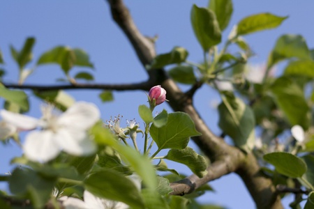 Appleの写真素材