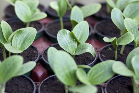 Zucchiniの写真素材