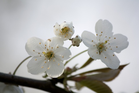 Blossomの写真素材