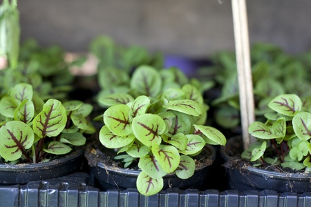 Herbsの写真素材