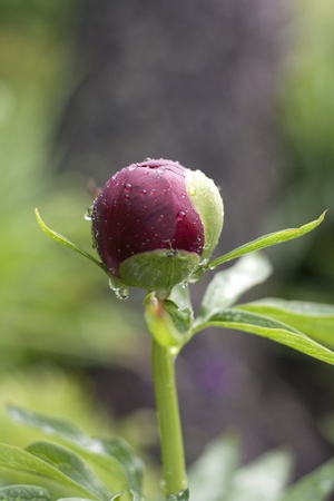 Peonyの写真素材