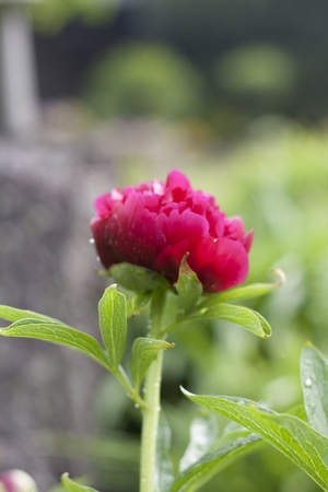 Peonyの写真素材
