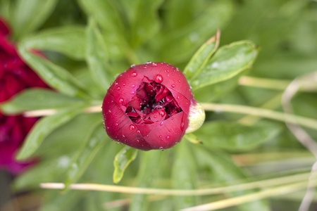 Peonyの写真素材
