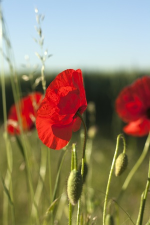 Poppiesの写真素材