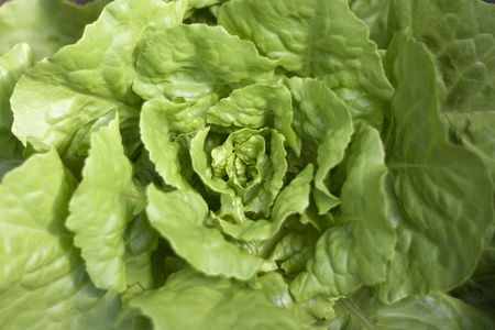 Saladの写真素材