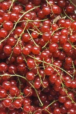 Johannisbeerenの写真素材